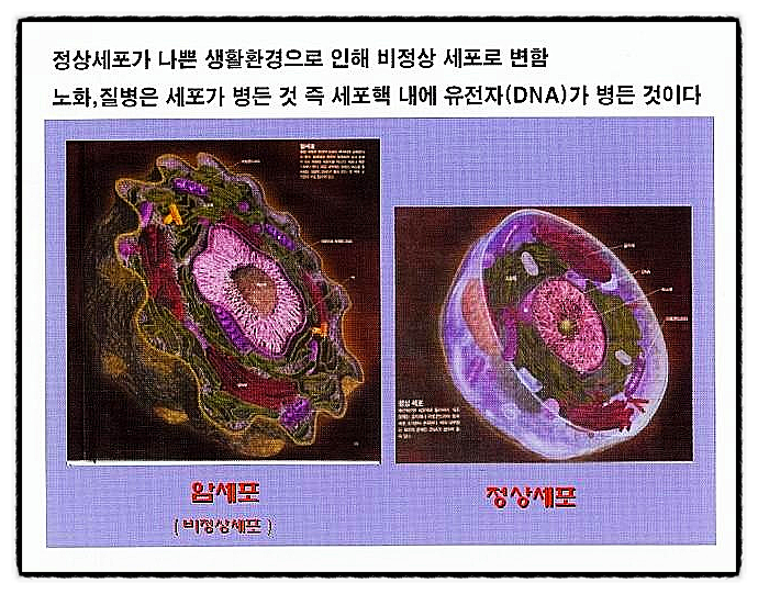  암세포와 정상세포, 악성종양과 양성종양, 세포 건강을 위한 생활습관