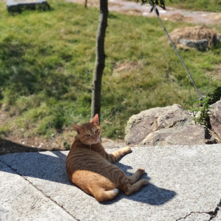  욕지도에서 고양이를 만날 수 있는 곳!