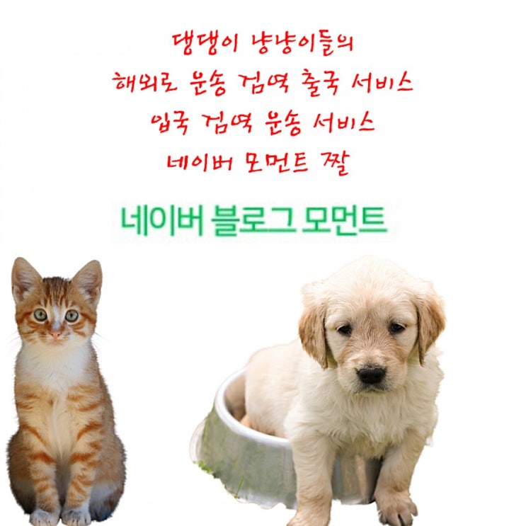강아지미국운송 반려동물 검역 고양이출국 짤