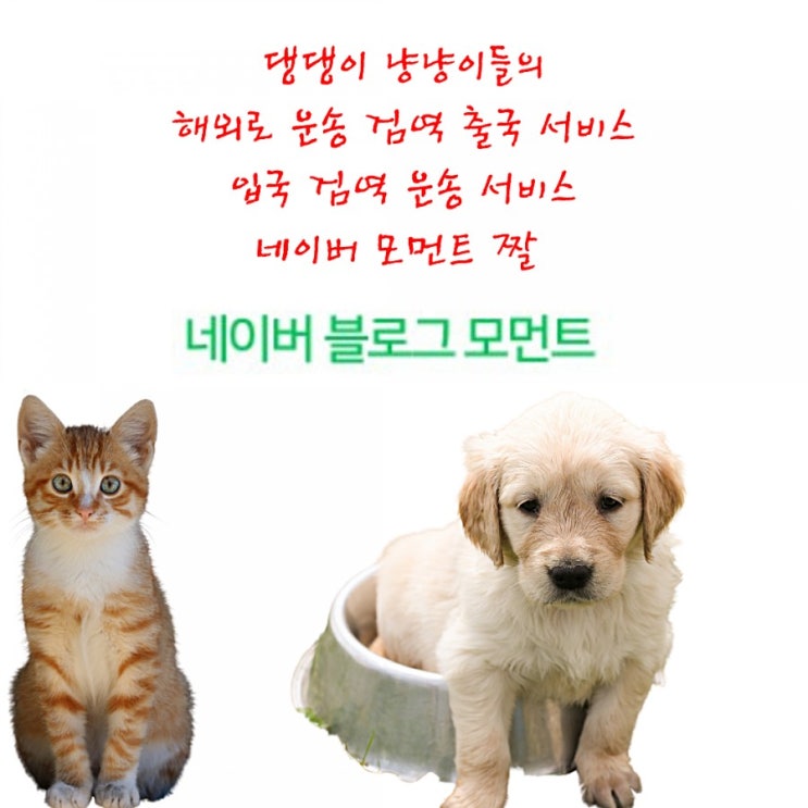  강아지미국운송 반려동물 검역 고양이출국 짤