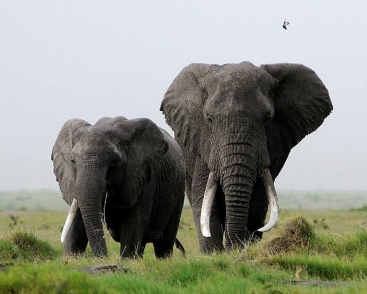 [생물도감] 아프리카코끼리 - 지상 최대 최강의 동물
