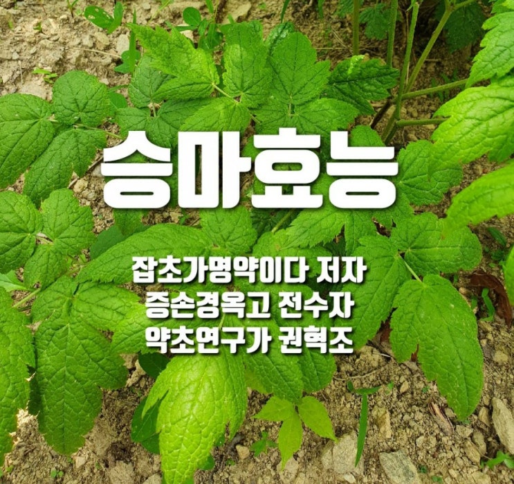  승마효능