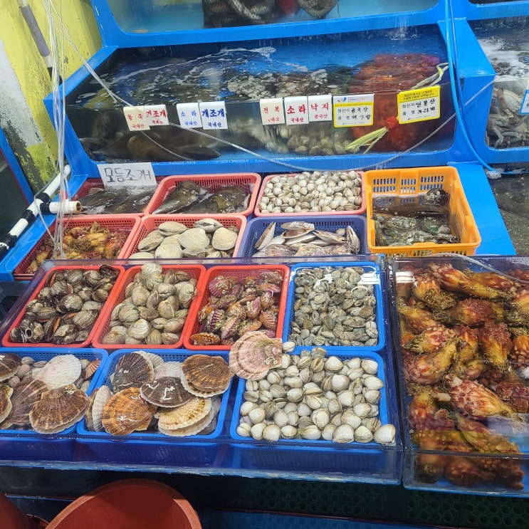  보령 무창포 수산시장 횟집에서 가을전어랑 광어구매!