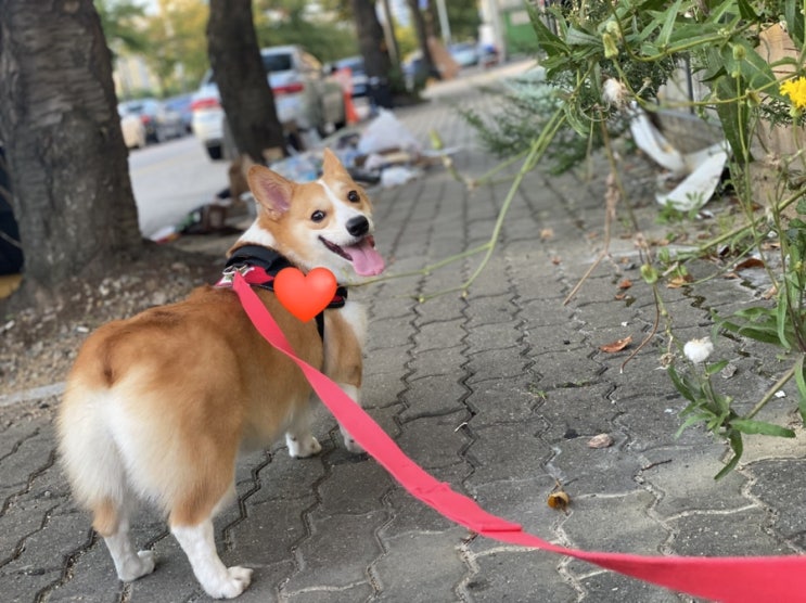  퇴근길, 마중 나온 감자씨
