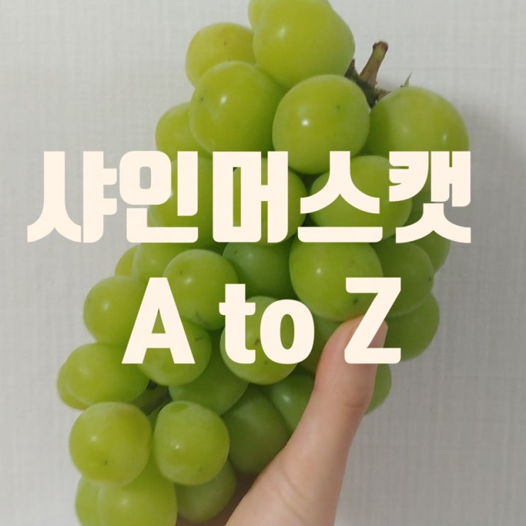 생애 첫 샤인머스켓, 잘 보관해서 맛있게 먹기 생애 첫 샤인머스켓, 잘 보관해서 맛있게 먹기