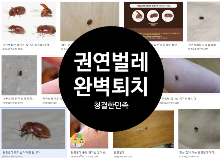 권연벌레; 효과적이고 쉬운 퇴치방법을 청결한민족에서 알려 드립니다.- 1만원으로 자가 방역