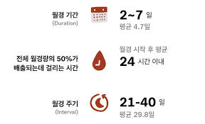  여성간호학 난소주기월경주기 자궁내막변화: 여성호르몬변화 배란시기난포