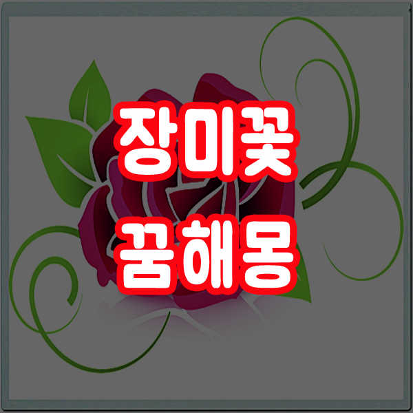  장미꿈 장미꽃꿈 장미꽃보는꿈 해몽