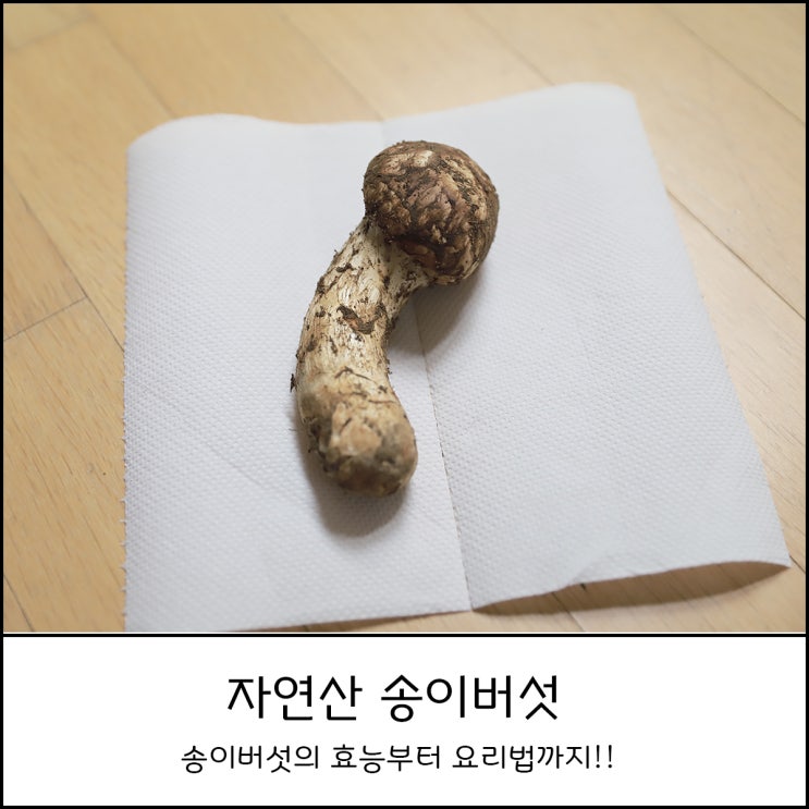  송이버섯 효능부터 손질, 보관법, 요리방법까지 알려드려요