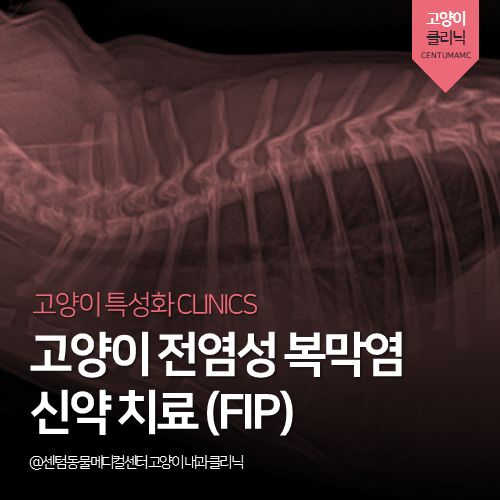  [고양이전문진료] 고양이 전염성 복막염(FIP) 신약 치료 (부산 동물병원)