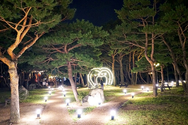  밤바다 보러 속초, 고성 당일치기 여행 다녀왔습니다. 저녁으로 킹크랩 싯가에 먹고 왔습니다