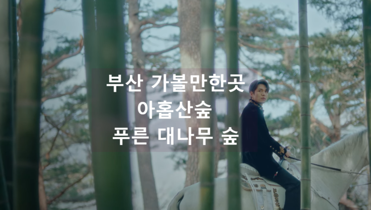  부산가볼만한곳  아홉산숲  부산기장 대나무숲 군도 더킹 달의연인 대호 촬영지