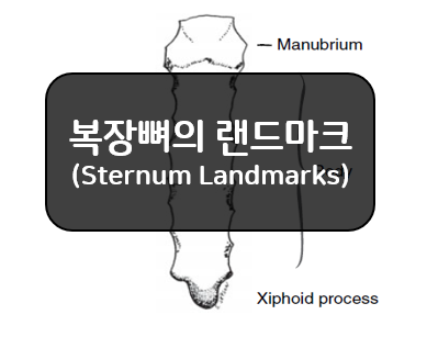 복장뼈의 랜드마크(sternum landmarks)!!
