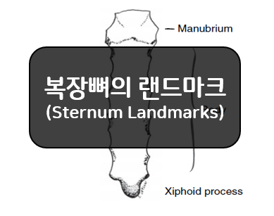  복장뼈의 랜드마크(sternum landmarks)!!