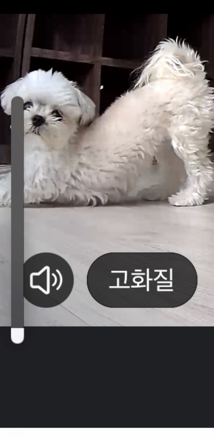  예쁜 우리집 강아지 ~ 귀염둥이 반려견좀보세요