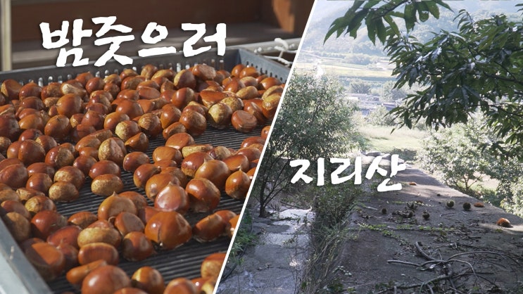  밤줏으러 가는길 / 지리산 시골