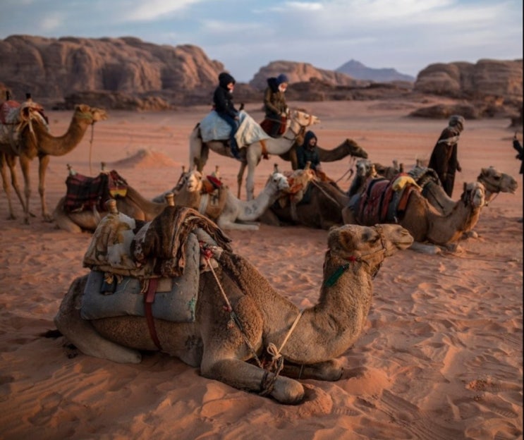 인스타그램에서 배우는 영어) 낙타가 모래에 앉아 쉬는 모습을 영어로?
