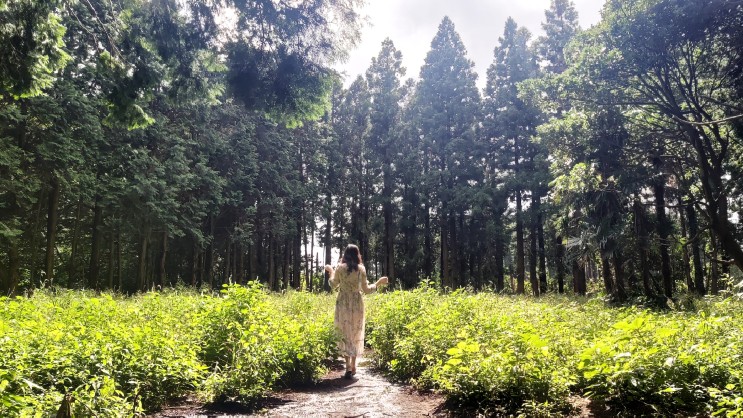 제주 구좌 여행 '비밀의 숲' -삼나무 향기 맡으며 사진 찍기 좋은 곳