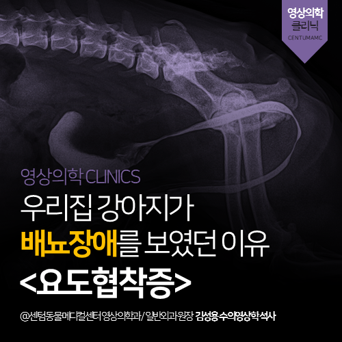  [영상진단전문] 강아지 요도협착증 (부산 배뇨장애 정밀 진단 동물병원)