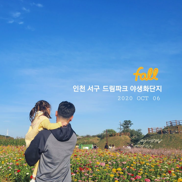 핑크뮬리와 백일홍 야생꽃 한 가득 가을 향기 물씬 풍기는 인천 서구 드림파크 야생화단지