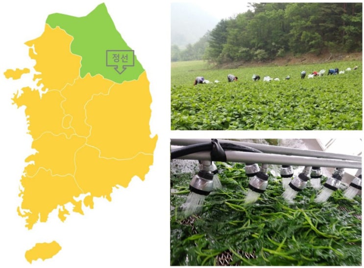  곤드레 주산지 강원도 정선 산지직송