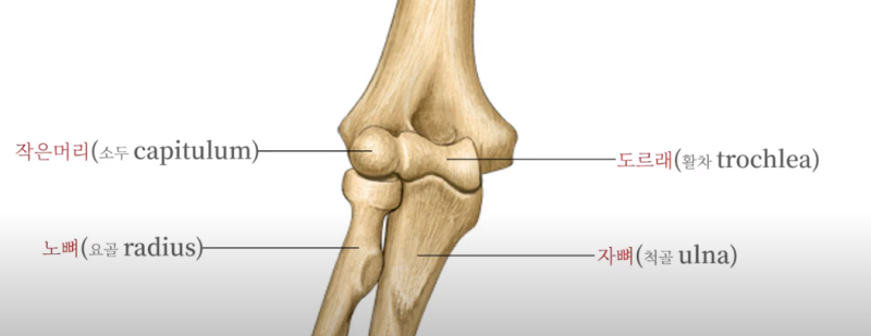 해부학 공부 #7 팔 Humerus (상완골), Radius (요골,노뼈), Ulna(척골,자뼈) : 네이버 블로그