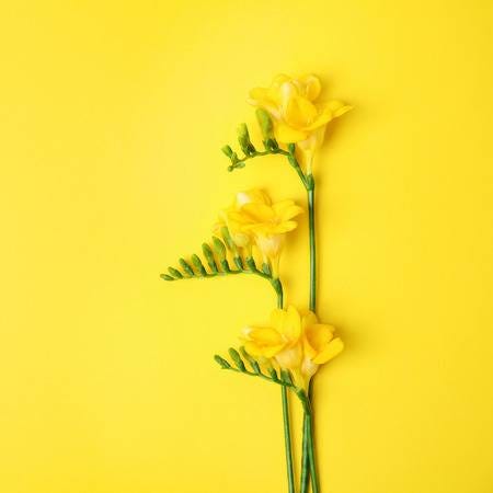 '나에게 봄은 노란색이다.'  프리지어 컬러에 대하여 알아보기