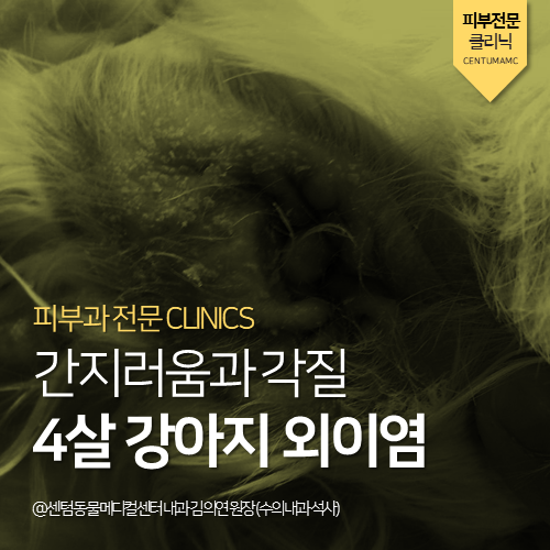  [내과] 강아지 외이염 (부산 피부 치료 관리 동물병원)
