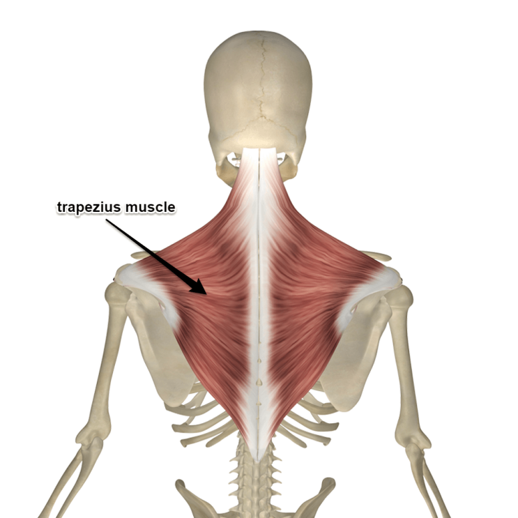  [기초 다지기/ 인체 해부학] NO.1 승모근, 등세모근, Trapezius) 두부 트레이너의 담백한 운동이야기