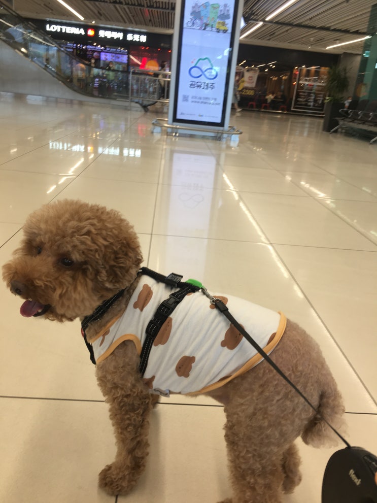  [제주도반려견동반여행] 강아지동반 제주도여행 사전준비