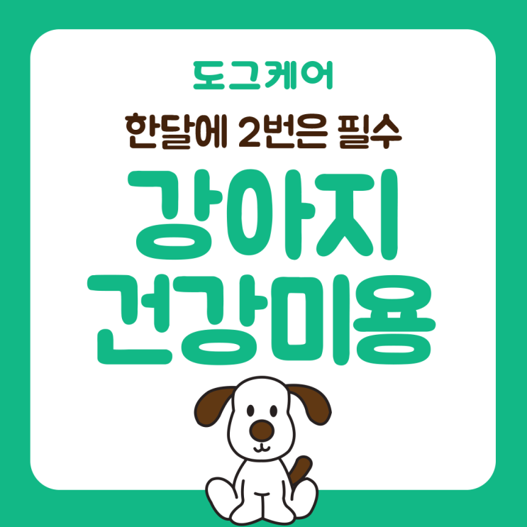  강아지 건강미용을 소개합니다.