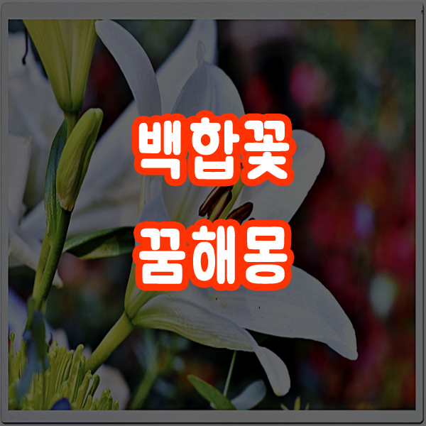  백합꽃꿈 백합꽃보는꿈 해몽
