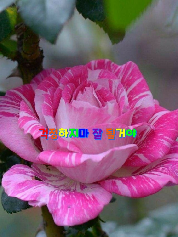 걱정하지마 잘 될거야~ 걱정하지마 잘 될거야~