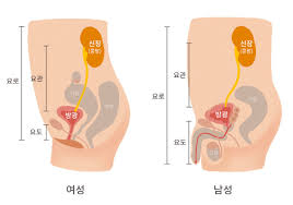  간호생리학 남성생식기구조기능 외내특징: 음경음낭 전립샘고환