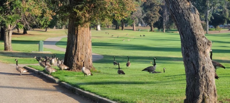 미국 엘에이 골프장 윌슨(Wilson & Harding Golf Courses ) : 네이버 블로그