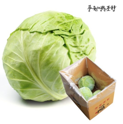  풍원영농조합법인 양배추 4kg x 1box 구매정보 및 양배추 보관법