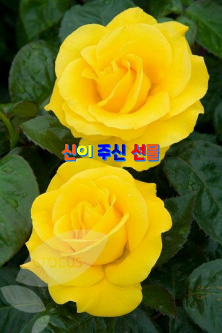  신이 주신 선물