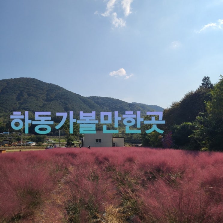 &lt;하동여행&gt; 하동 가볼만한곳 ;  북천 코스모스 핑크뮬리  &이병문문학관