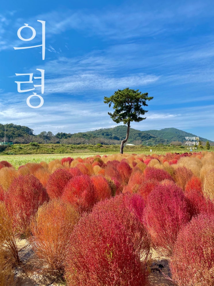 의령 댑싸리 핑크뮬리 주소,개화상태 in 친수공원 무보정 사진