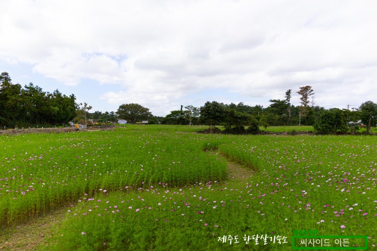  제주도 코스모스 핫플 "항몽유적지"&"제주소주"[제주도 한달살기 숙소 씨사이드 이든 추천]