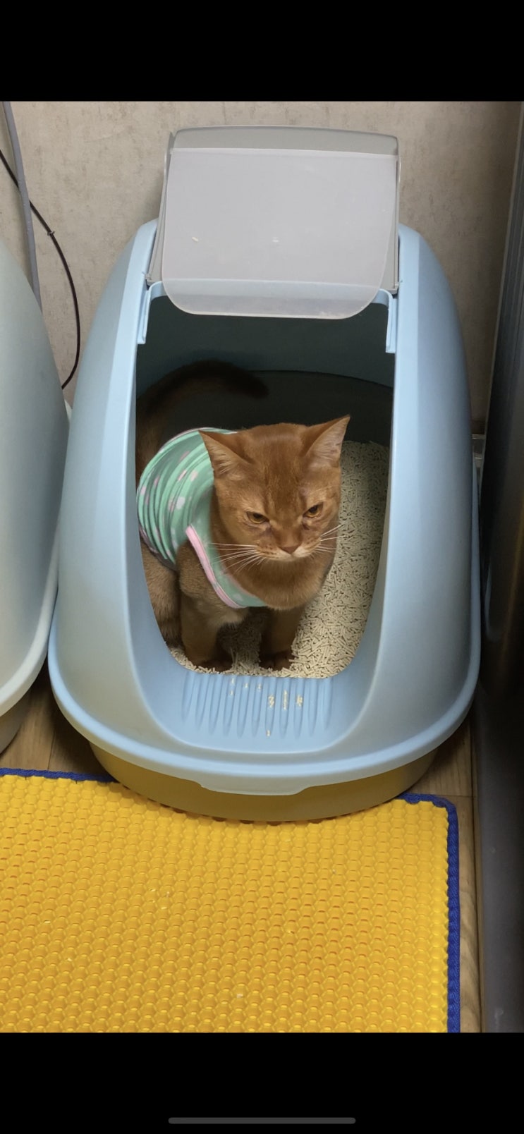  고양이 배변볼 때는 지켜줘야 해요