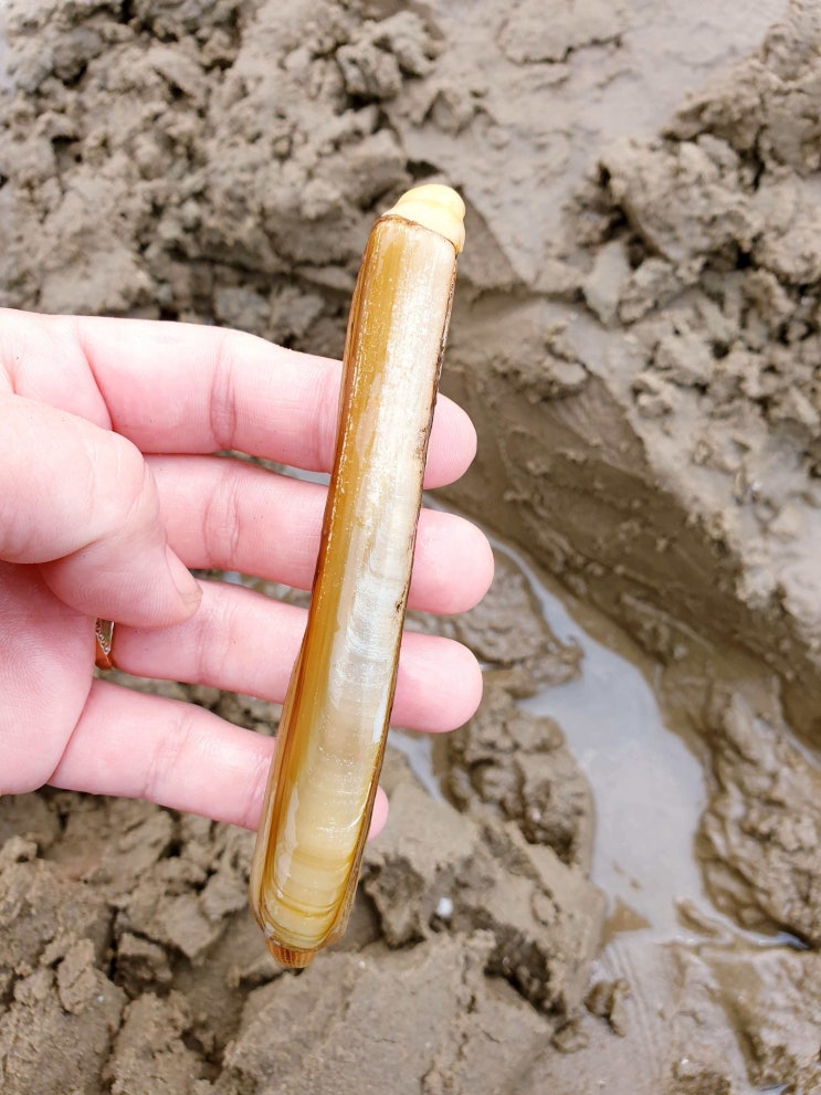  청포대해수욕장 태안 갯벌체험 맛조개잡는법 조개해감하는법