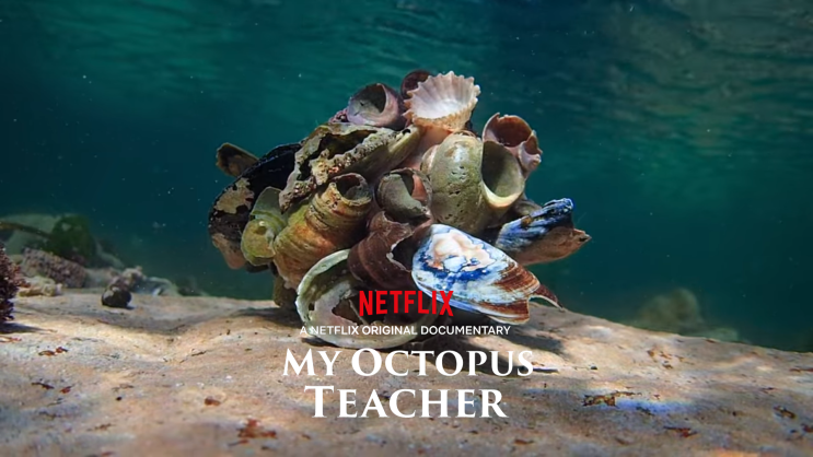 다이버가 본 넷플릭스 추천 다큐멘터리 나의 문어 선생님 My Octopus Teacher [문어다큐]