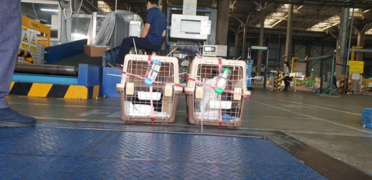 싱가포르 싱가폴 강아지 고양이 검역 운송 카고 출국 계류 전과정 서비스