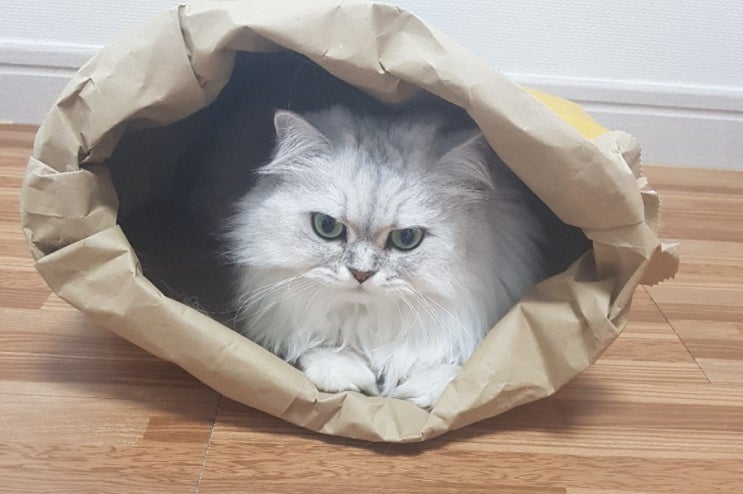  고양이 종이집에서 나는 바스락소리 좋아요
