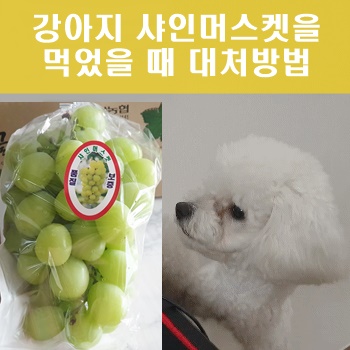 강아지 샤인머스켓 포도 배급 시 주의사항은?