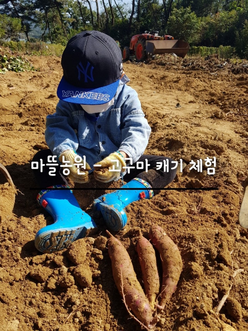남양주 마뜰농원 - 고구마 캐기 체험 활동 하고 왔어요.