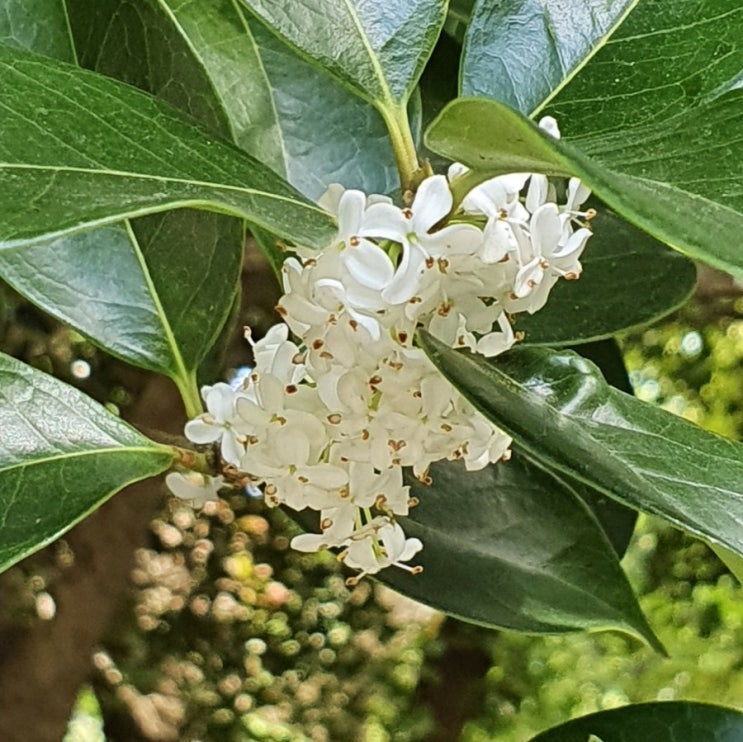  순천 선암사- 은목서의 계절
