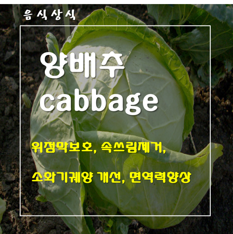 [양배추, cabbage] 양배추 효능 및 성분 (위장 건강, 면역력 강화)