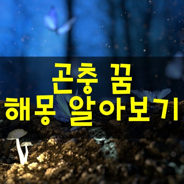 곤충 꿈 해몽 알아보기